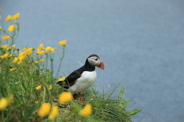 Puffin on a cliff at Borgarfjarðarhöfn