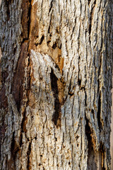 Close up of a dead elm tree caused by Dutch Elm Disease (DED) (Ophiostoma ulmi) during early spring. Selective focus, background blur and foreground blur
