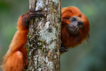 An endangered Golden lion tamarin (Leontopithecus rosalia) perched on a tree in one of the few remaining patches of Atlantic rainforest where they survive, Silva Jardim, Rio de Janeiro state, Brazil - obrazy, fototapety, plakaty