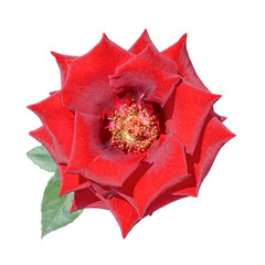 Beautiful red rose isolated on a white background