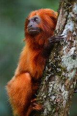 An endangered Golden lion tamarin (Leontopithecus rosalia) perched on a tree in one of the few remaining patches of Atlantic rainforest where they survive, Silva Jardim, Rio de Janeiro state, Brazil