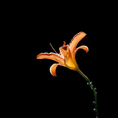 Beautiful orange lily isolated on a black background