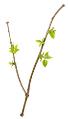 Young spring branch of lilac isolated on white. Spring mood. Lilac twig extracted on white background