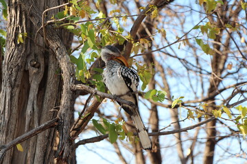an exotic bird on a tree in namibia