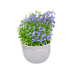 Blue flowers in white pot isolated on a white background
