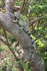 iguana on a tree