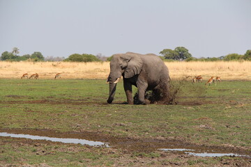 Obraz premium a big elephant playing in the mud