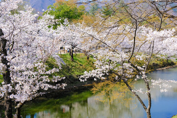上田城跡公園 お堀の桜