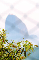 Tree at dawn, in the background the peñol de Guatapé, Antioquia, Colombia