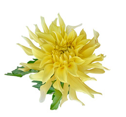 Beautiful yellow dahlia flower isolated on a white background