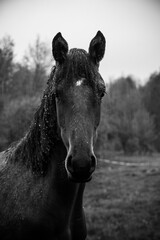 Black and white portrait of a horse in rainy weather 