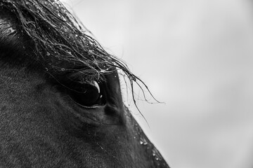 Black and white close up from a horses eye and her mane full of rain drops