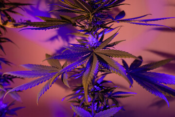 Leaves of marijuana. Leafs of cannabis. Hemp Foliage, abstract herbal background in artistic, aesthetic and modern artistic style with purple fluorescent light. Leaves of marijuana for medical use