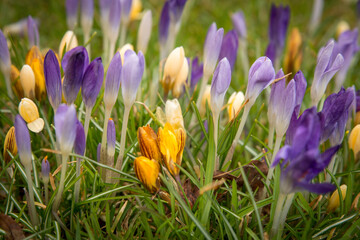 White, yellow and pink crocuses  with green grass in the field at