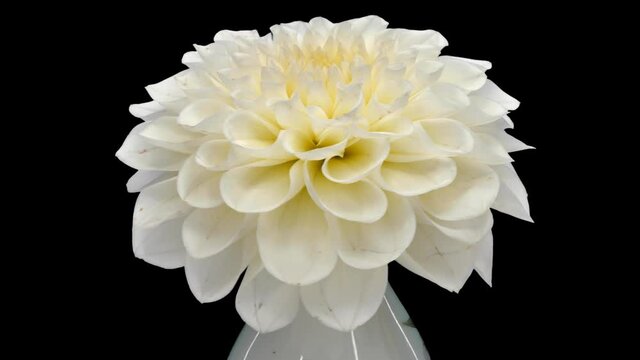 Rotating white dahlia flower with ALPHA channel isolated on black background, seamless loop
