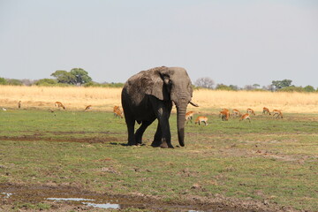 Fototapeta premium a big elephant in close up