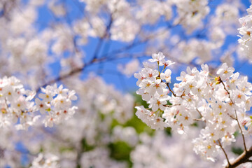 上田城跡公園 桜の花