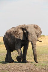 a big elephant in close up