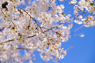 Obraz premium 上田城跡公園 桜の花