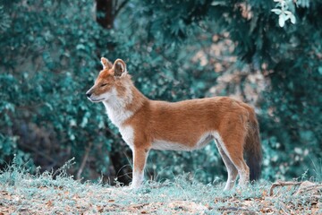  Image of a beautiful red fox