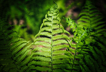 Athyrium filix-femina, the lady fern or common lady-fern has delicate, bright green, filigree leaves.  Beautiful natural pattern of the vivid green lush fern thickets close-up. Plant background.