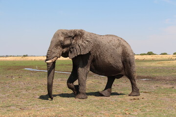 Fototapeta na wymiar a big elephant in close up
