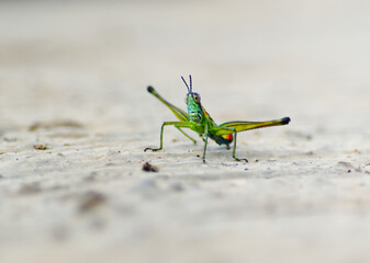 Grasshopper Payaso - Paramastax nordestensis macho