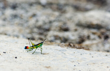 Grasshopper Payaso - Paramastax nordestensis macho