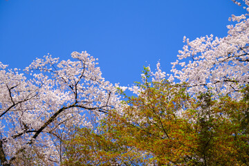 上田城跡公園 もみじと桜