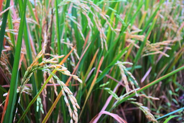 close up of grass
