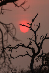 Silhouette of dry trees and the rising sun, Greater Kruger area, South Africa