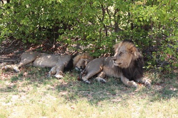 two male lions relaxing under a tree