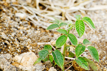 Zarzamora, blackberry
