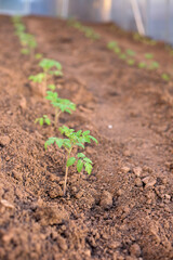 Young tomato plants in a greenhouse - home production
