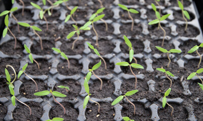 Young tomato plants in a greenhouse - home production