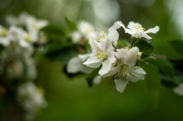 Obraz na płótnie Canvas apple tree flowers