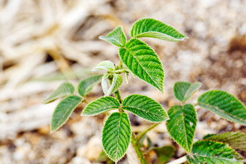 Zarzamora full color, blackberry