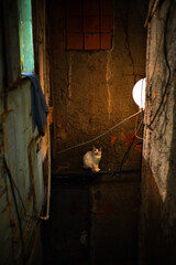 A stray cat on a narrow alley in the Santa Marta favela, Rio de Janeiro, Brazil