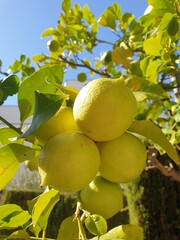 Fresh lemons closeup growing on tree blue sky