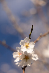  White Almond blossom flower against a blue sky, vernal blooming of almond tree flowers in Spain