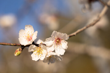 White Almond blossom flower against a blue sky, vernal blooming of almond tree flowers in Spain