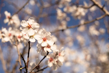  White Almond blossom flower against a blue sky, vernal blooming of almond tree flowers in Spain
