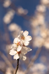  White Almond blossom flower against a blue sky, vernal blooming of almond tree flowers in Spain