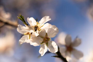  White Almond blossom flower against a blue sky, vernal blooming of almond tree flowers in Spain