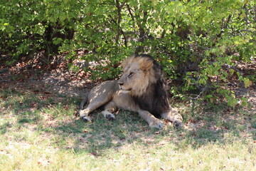 a male lion in close up