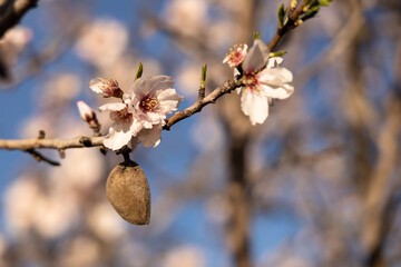 The almond tree flowers with branches and almond nut close up, blurry background