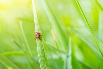 small brown tick sits on the grass in the bright summer sun during the day. Dangerous blood-sucking arthropod animal transfers viruses and diseases. - obrazy, fototapety, plakaty