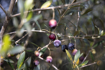 Closeup of  ripening olives and olive branch growing on the tree