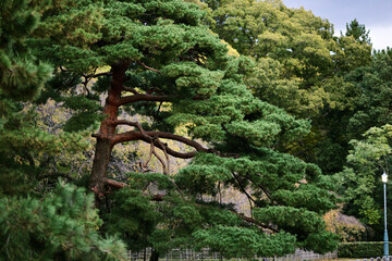 green pine tree