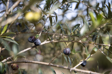 Closeup of  ripening olives and olive branch growing on the tree
